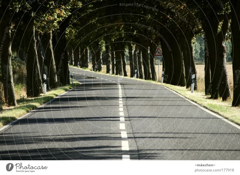 highway Colour photo Subdued colour Exterior shot Deserted Day Twilight Light Shadow Central perspective Environment Nature Sun Summer Beautiful weather Tree