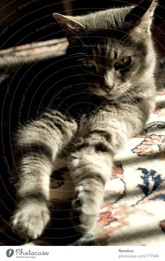 The sweet life Colour photo Subdued colour Interior shot Deserted Evening Light Shadow Sunlight Sunbeam Wide angle Animal Pet Cat 1 Lie Cool (slang) Happy