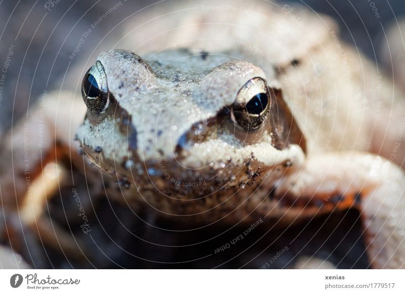 Frog look, portrait Animal face Grass frog Pupil 1 Fairy tale Crouch Looking Gold Black Spawn brown frog Exterior shot Close-up Shallow depth of field