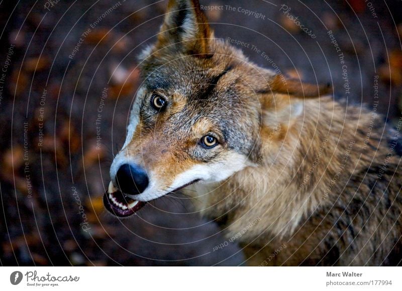 Canis lupus Animal Wild animal Animal face 1 Aggression Threat Brown Watchfulness Fear Dangerous Wolf Set of teeth Eyes Show your teeth Snarl Colour photo