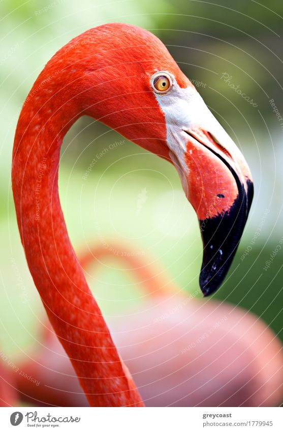 Close-up shot of beautiful and graceful American flamingo on blurred green  background - a Royalty Free Stock Photo from Photocase