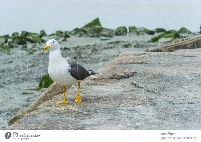 Look for food. Animal Wild animal Bird 1 Stand Balance One-legged Seagull Gull birds Stone Coast Search Looking Exterior shot Deserted