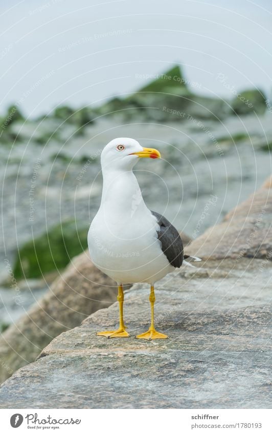 I'll get you some food. Animal Bird 1 Looking Feed Beg Seagull Gull birds Beak Animal portrait Yellow Red Wall (barrier) Exterior shot Deserted