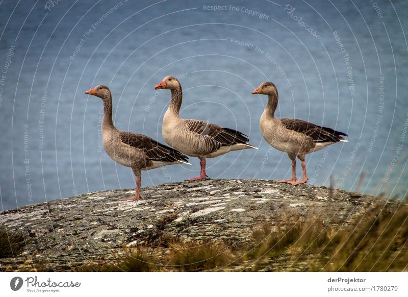 Christmas surviving geese Environment Nature Landscape Plant Animal Summer Bad weather Rock Baltic Sea Island Wild animal Wing Flock Happiness Contentment