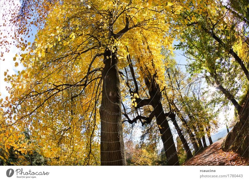 Deciduous tree forest in autumn season Summer Nature Landscape Plant Autumn Tree Forest Yellow Green colorful Horizontal many Wilderness Exterior shot Deserted