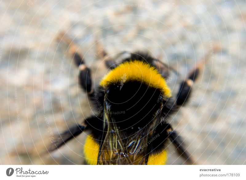Colour photo Exterior shot Experimental Deserted Day Downward Animal Bee 1 Cool (slang) Movement Exceptional