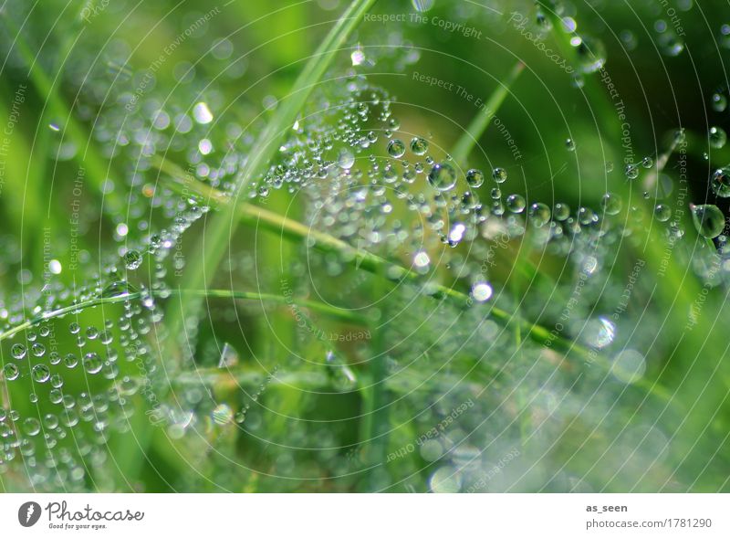 glitter web Beautiful Wellness Life Spa Garden Environment Nature Elements Water Drops of water Spring Summer Climate Weather Rain Plant Grass Grass meadow