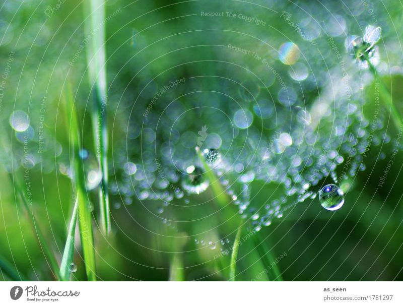 morning dew Lifestyle Healthy Wellness Harmonious Garden Nature Water Drops of water Spring Summer Climate Plant Foliage plant Grass Blade of grass Grass meadow