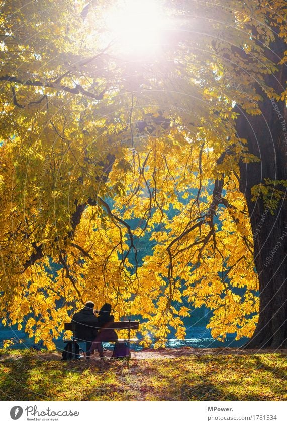 Together Leisure and hobbies Human being Friendship Couple Partner Life 2 18 - 30 years Youth (Young adults) Adults Bright Autumn Deciduous tree Gold Oak leaf