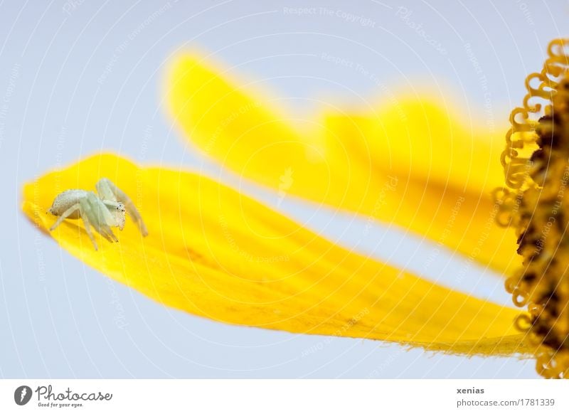 Macro shot of a small crab spider on yellow petal in front of a light background Crab spider Spider Flower Blossom leave Garden 1 Animal Baby animal Yellow