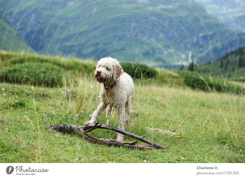 Mine! Landscape Meadow Alps Mountain Animal Pet Dog 1 Twigs and branches Wood Observe Touch To hold on Looking Stand Wait Strong Blue Green White Cool (slang)