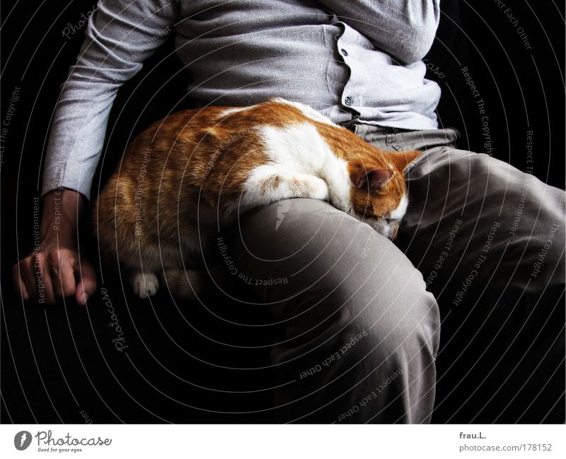 dozed off Colour photo Interior shot Day Masculine Man Adults Arm Hand Stomach Legs Animal Pet Cat 1 Touch To enjoy Lie Sleep Sit Together Cuddly Warmth Soft