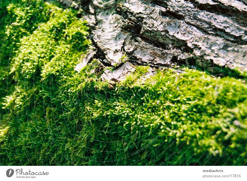bark Tree bark Maria Laach Abbey Laacher Lake Close-up Moss