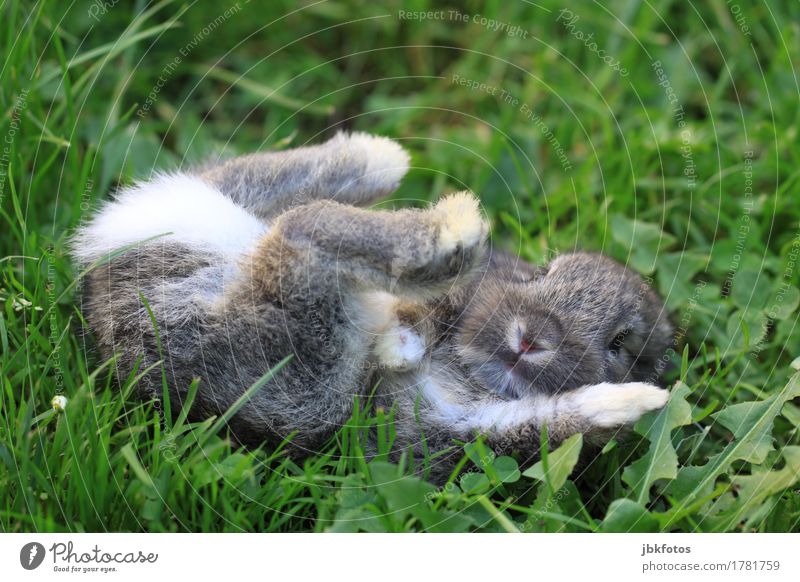 Is it Friday yet? Food Nutrition Environment Nature Animal Garden Park Meadow Pet Farm animal Wild animal Animal face Pelt Claw Paw Hare & Rabbit & Bunny