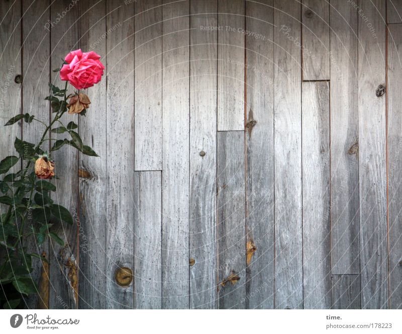 Standing around in front of a board wall (II) Rose Red Wood Wall (building) Wooden wall Green Flower Twig Wood grain Blossom cultivated plant Wooden board