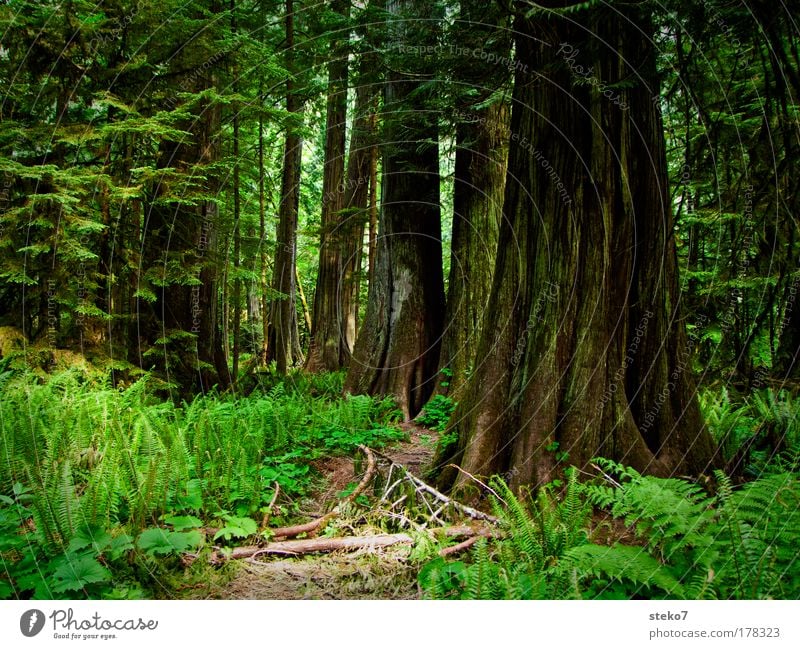 Rooted Landscape Tree Forest Virgin forest Gigantic Large Green Unwavering Loneliness Relaxation Contentment Idyll Nature Calm Power Environment Canada Cedar