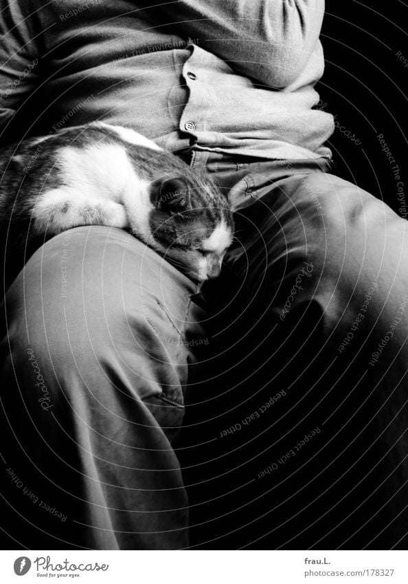 in twos Interior shot Day Deep depth of field Human being Male senior Man Stomach Legs 1 Pants Jacket Cat Animal Sleep Sit Dream Together Contentment