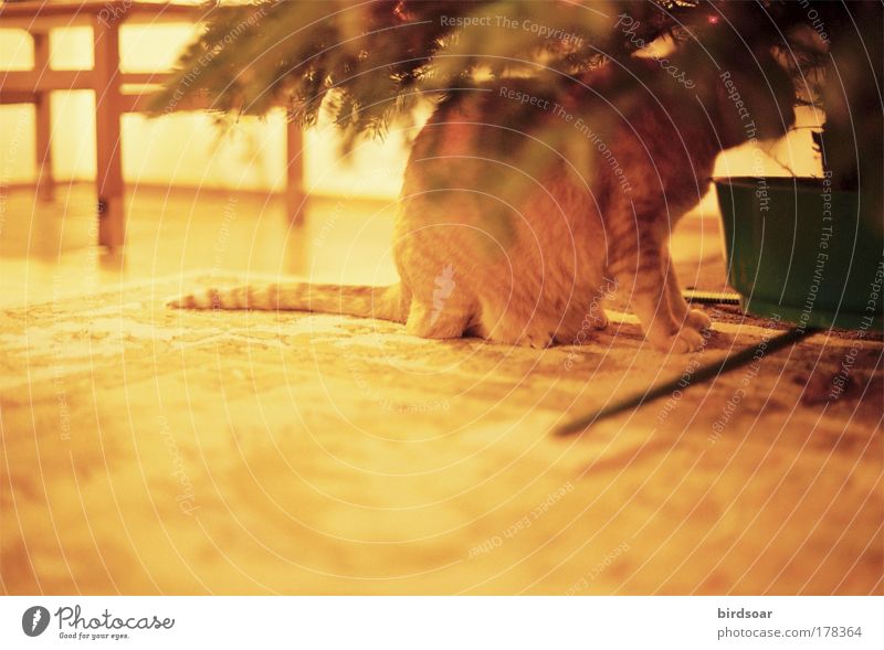 It's Been Awhile Colour photo Interior shot Deserted Evening Contrast Central perspective Animal portrait Pet Cat 1 Safety (feeling of) Warm-heartedness