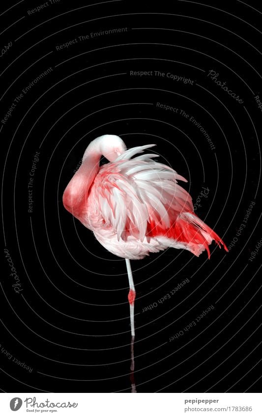 Still Standing Elegant Body Zoo Nature Animal Wild animal Bird Flamingo Wing Feather 1 Growth Esthetic Pink Black Loneliness Exterior shot Close-up