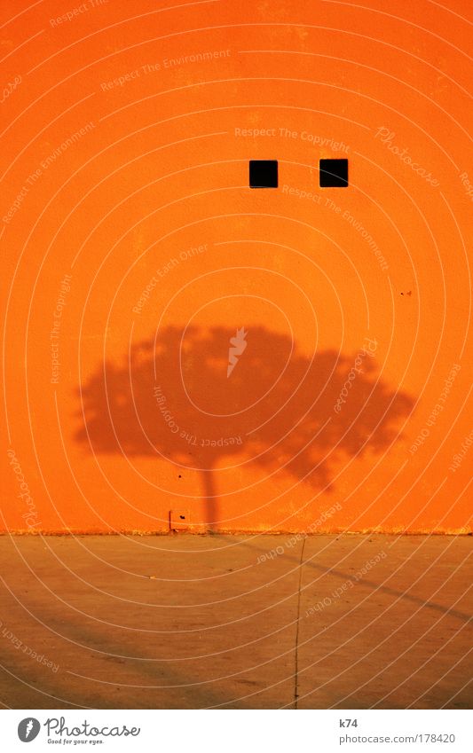 Shadow of a tree on orange wall Colour photo Exterior shot Contrast Tree Wall (barrier) Wall (building) Illuminate Nature Calm Point Orange