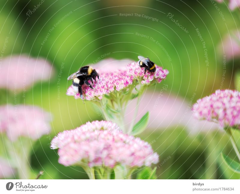 late summer bumble bees Summer Beautiful weather Flower Blossom Garden Bumble bee Insect 2 Animal Blossoming Fragrance Crawl Esthetic Friendliness Natural
