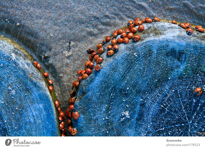 Ladybugs on groynes Ladybird Good luck charm good luck Happy Beetle Blue Break water Sand Ocean invasion Plagues Colour photo Exterior shot Close-up Deserted