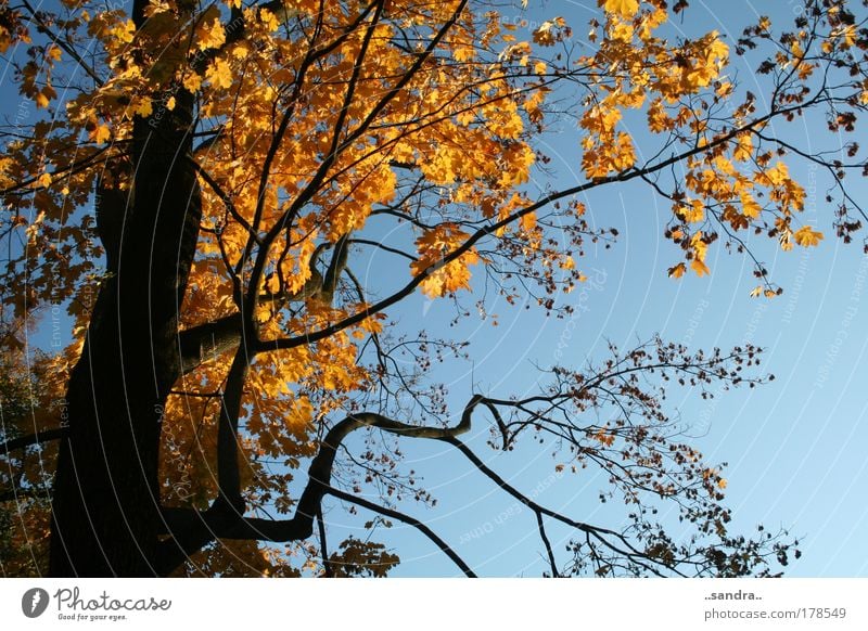 AutumnGold Colour photo Exterior shot Day Worm's-eye view Nature Plant Sky Sun Beautiful weather Tree Leaf Wood Esthetic Large Blue Black Calm Power Tree trunk