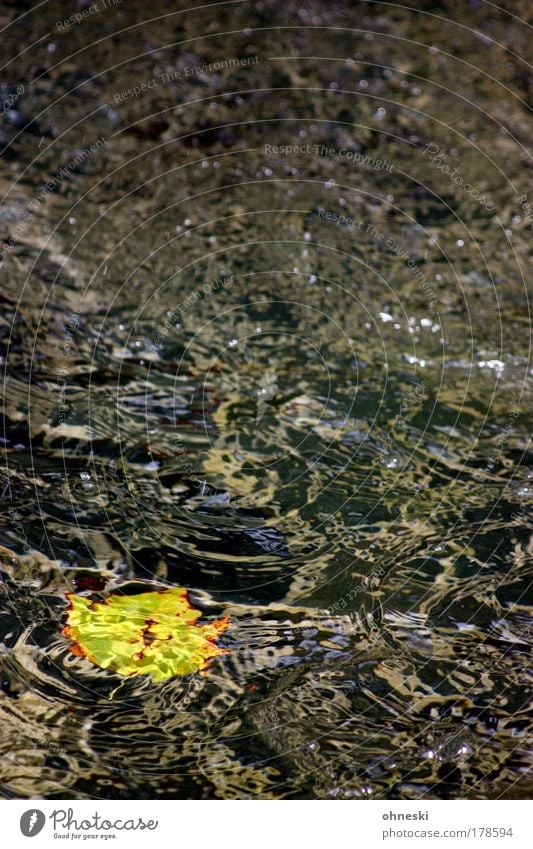 transience Colour photo Copy Space left Copy Space right Copy Space top Copy Space middle Environment Nature Water Drops of water Autumn Leaf Maple tree Waves