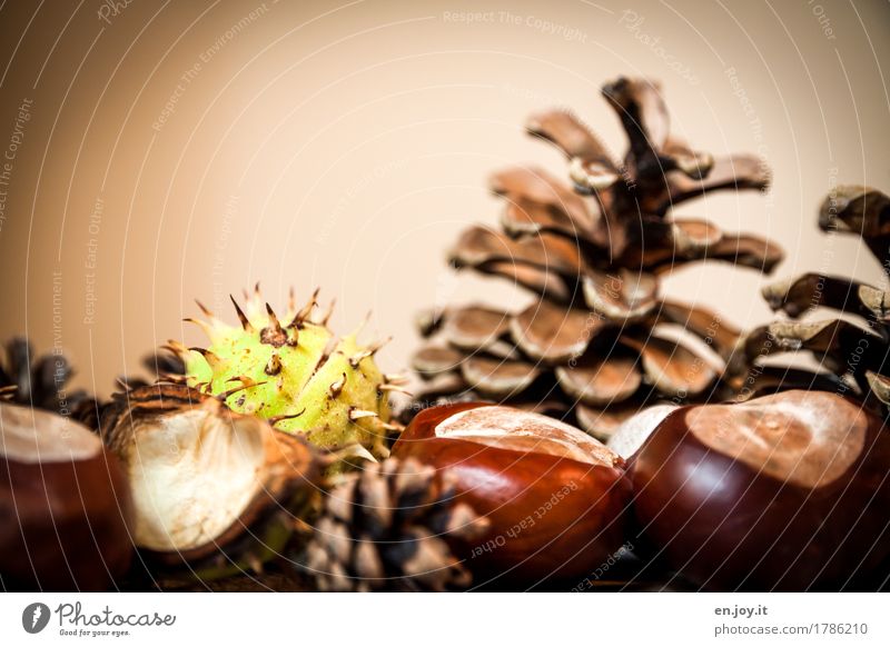 sperm donor Thanksgiving Nature Autumn Seed Chestnut Cone Thorn Brown Growth Colour photo Subdued colour Interior shot Studio shot Close-up Detail
