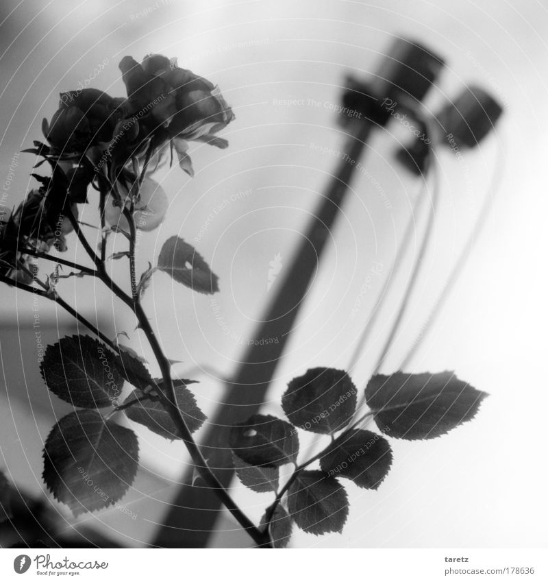 electric roses Black & white photo Exterior shot Detail Deserted Day Contrast Silhouette Shallow depth of field Worm's-eye view Leisure and hobbies