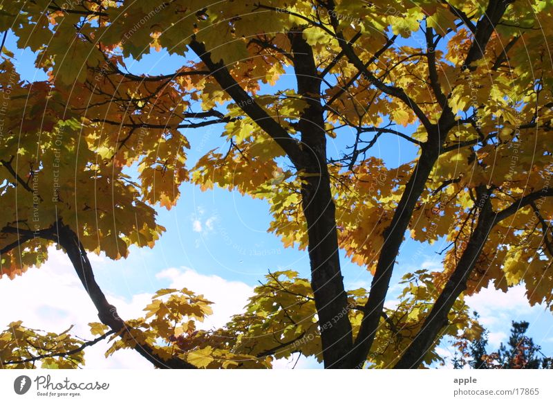 ray of hope Autumn Tree Yellow Sky Blue