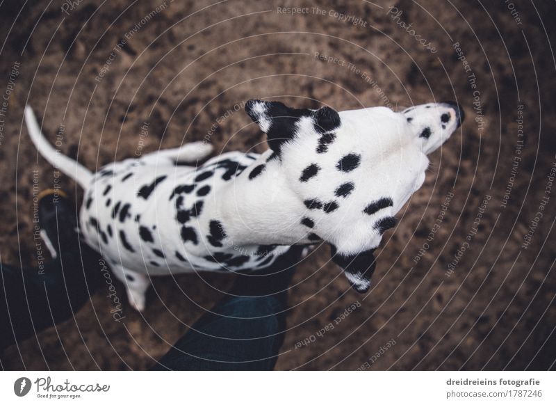 What's that? Animal Pet Dog 1 Sit Wait Cute Loyalty Expectation Dalmatian Character Watchfulness Honest Legs Floor covering Impatience Wide angle Colour photo