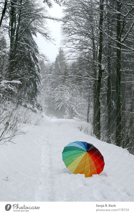 snow umbrella Colour photo Exterior shot Deserted Day Central perspective Trip Winter Snow Winter vacation Hiking Landscape Tree Forest Umbrella Moody Joy