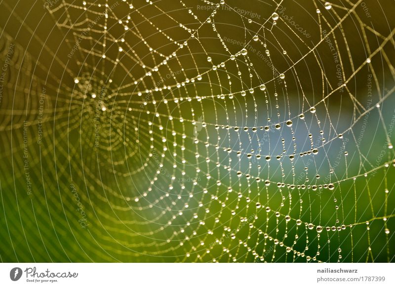Dew drops in the spider's web Internet Environment Nature Water Drops of water Net Garden Park Spider Glittering Near Natural Beautiful Green White Moody Power