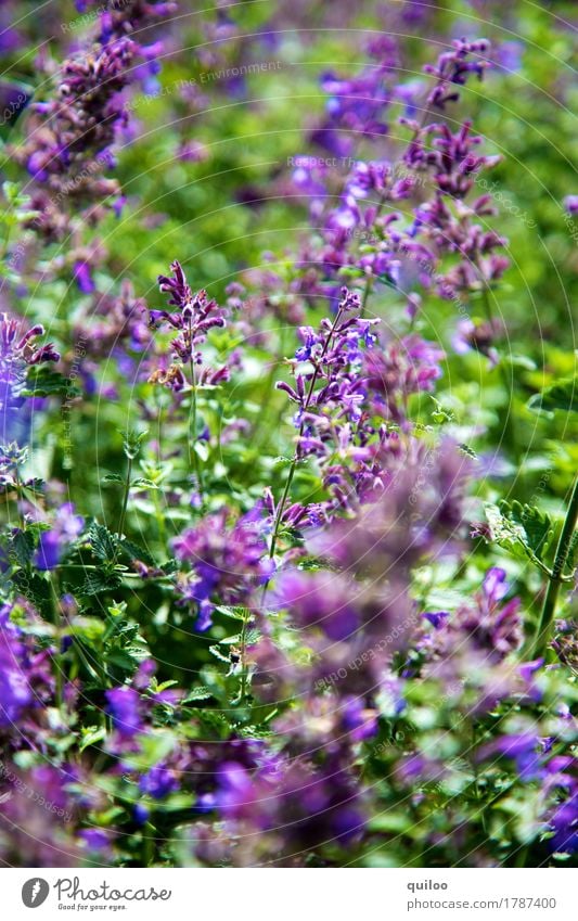 lavender Nature Plant Lavender Field Fragrance Fresh Beautiful Juicy Green Violet Environment Colour photo Exterior shot Close-up Day Light