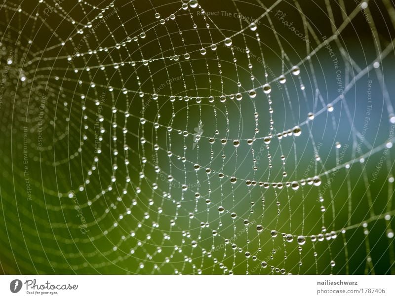 Spider's web in Morgentau Internet Environment Nature Water Drops of water Dew Garden Park Ornament Animal tracks Line Net Network Gigantic Natural Beautiful