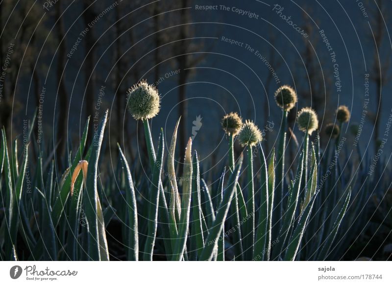 onion field Plant Agricultural crop Onion Esthetic Sustainability Dew Morning Indonesia Java Asia South East Asia Colour photo Subdued colour Exterior shot Dawn