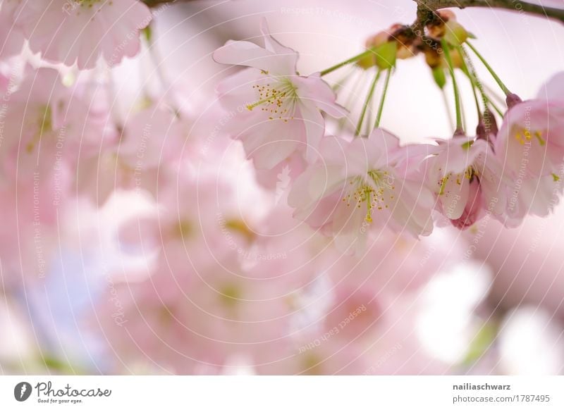 Cherry blossoms in spring Environment Nature Plant Spring Summer Tree Blossom Agricultural crop Cherry tree Garden Park Blossoming Fragrance Jump Elegant Fresh