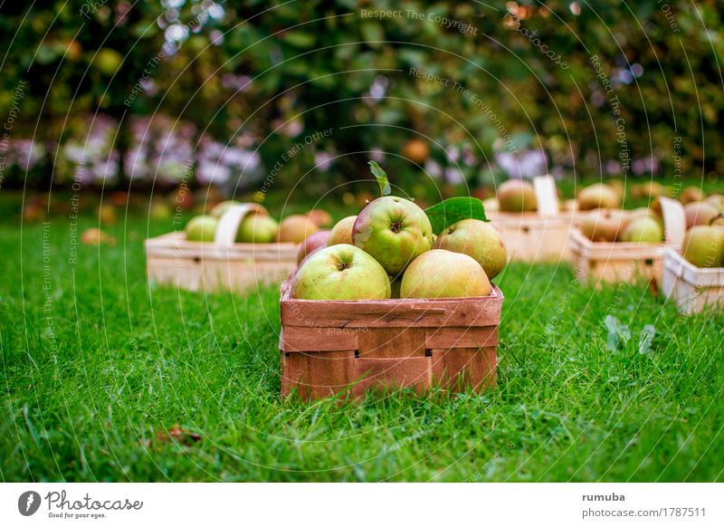 apple harvest Apple Organic produce Nature Meadow Fresh Healthy Juicy Yellow Green Patient Harvest Pick Mature Basket Lawn Colour photo Exterior shot Deserted