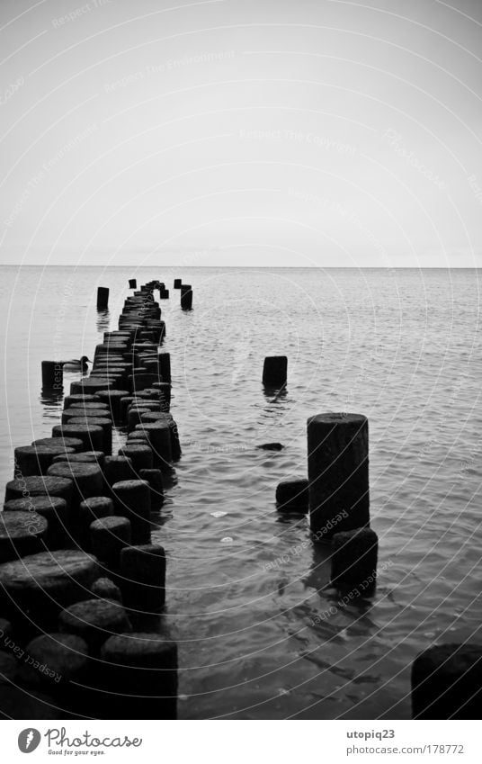 The old duck and the sea Black & white photo Exterior shot Deserted Copy Space top Landscape Water Horizon Winter Bad weather Baltic Sea Ocean Animal Bird 1
