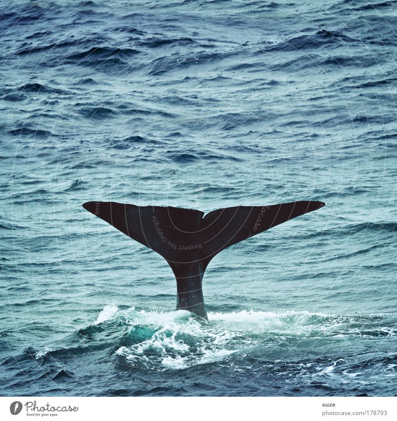 moby thick Environment Nature Plant Animal Climate Waves Ocean Wild animal Whale Sperm whale Fin Tail fluke 1 Dive Exceptional Blue Freedom Future