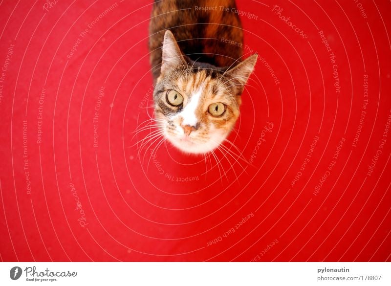 Red Cat Carpet Eyes Animal Bird's-eye view Whisker Domestic cat Ear Pelt Pet Meow