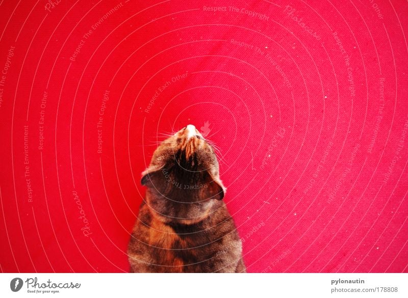 Red Cat II Carpet Animal Bird's-eye view Whisker Domestic cat Ear Pelt Pet Meow