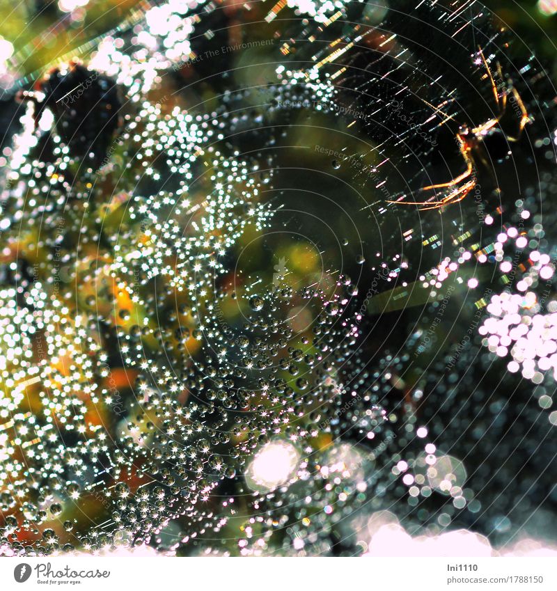 spider's web Nature Air Water Drops of water Sun Sunlight Autumn Garden Park Meadow Field Wet Natural Multicoloured Yellow Red Black White Romance Beautiful