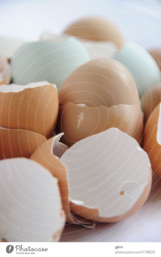 eggshells Colour photo Subdued colour Interior shot Detail Deserted Copy Space bottom Day Shallow depth of field Egg Nature Packaging Bowl Quality