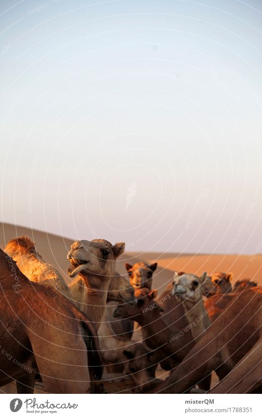 Transportation. Means of transport Adventure Hot Camel Desert Summer Summer vacation Herd Animal Livestock breeding Sahara Many Blue sky Colour photo