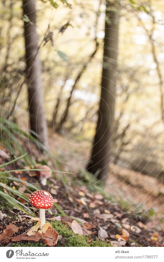 Autumn forest with fly agaric Nature Plant Amanita mushroom Forest Hiking Fresh Bright Natural Juicy Brown Yellow Gold Green Red Warm-heartedness Happy
