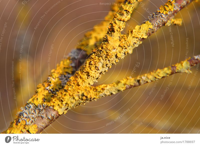 branch Nature Plant Autumn Moss Twig Forest Natural Dry Warmth Yellow Environment Transience Change Lanes & trails Colour photo Exterior shot Close-up Deserted