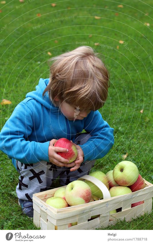little boy squats in front of a basket of apples and holds an apple in his hand Food Apple Nutrition Organic produce Vegetarian diet Human being Masculine