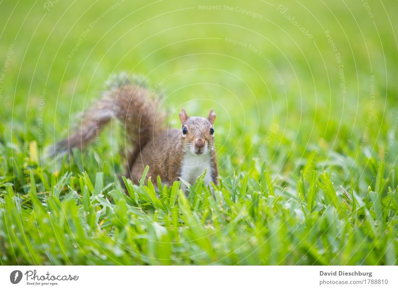 taster course Nature Spring Summer Autumn Beautiful weather Plant Grass Meadow Animal Wild animal 1 Brown Green Orange Red Squirrel Odor Curiosity Colour photo